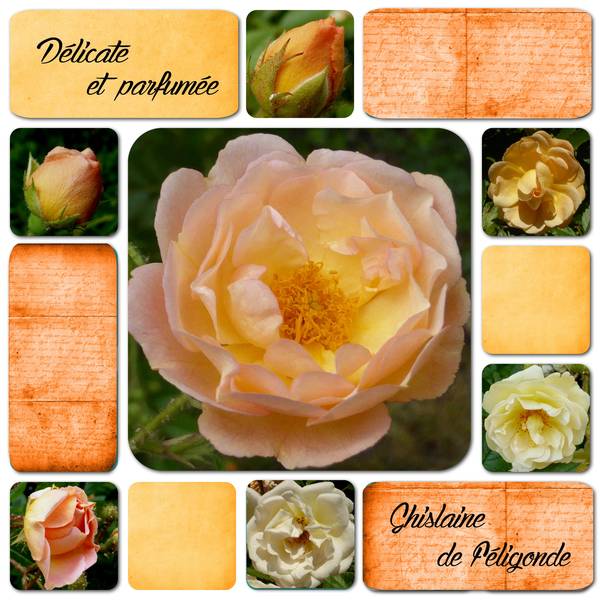 Ghislaine de Féligonde   mai 2015