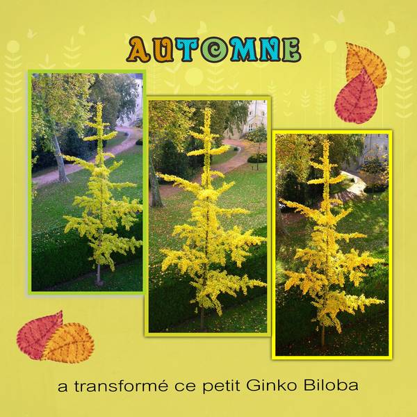 ginko_biloba