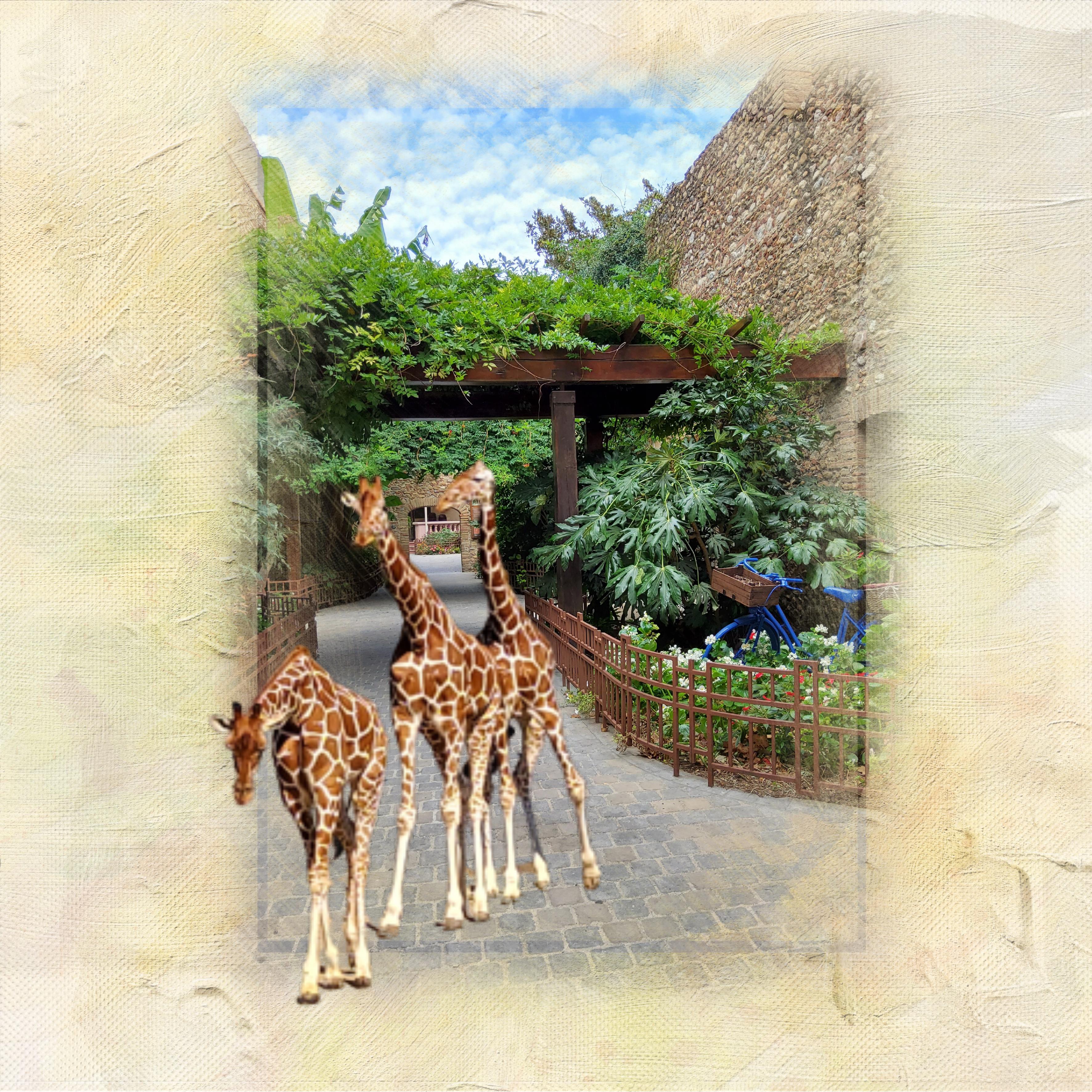 girafes dans les rues de Sainte Marie la Mer.jpg