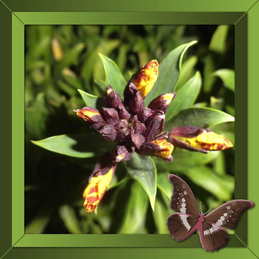 GIROFLEE DES MURAILLES