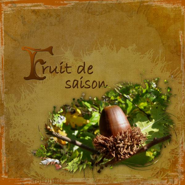 GLand de chêne chevelu