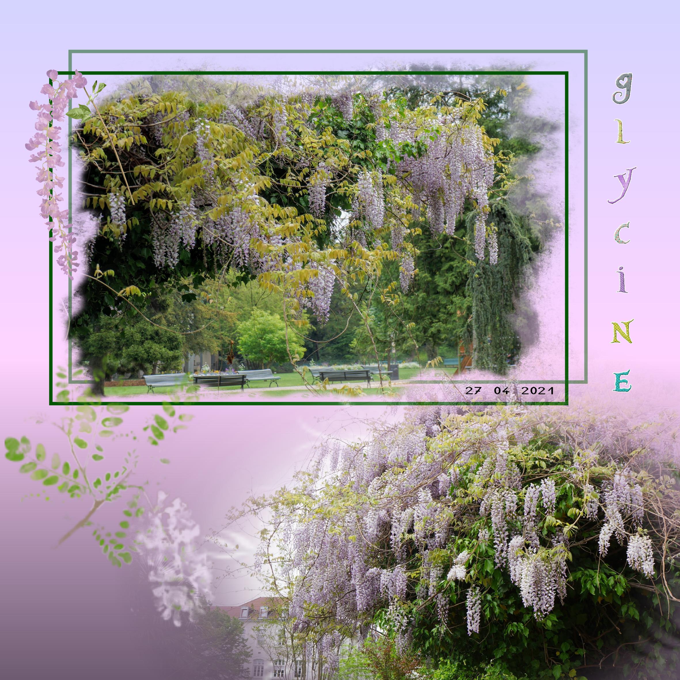 Glycine 13 05 2021.jpg