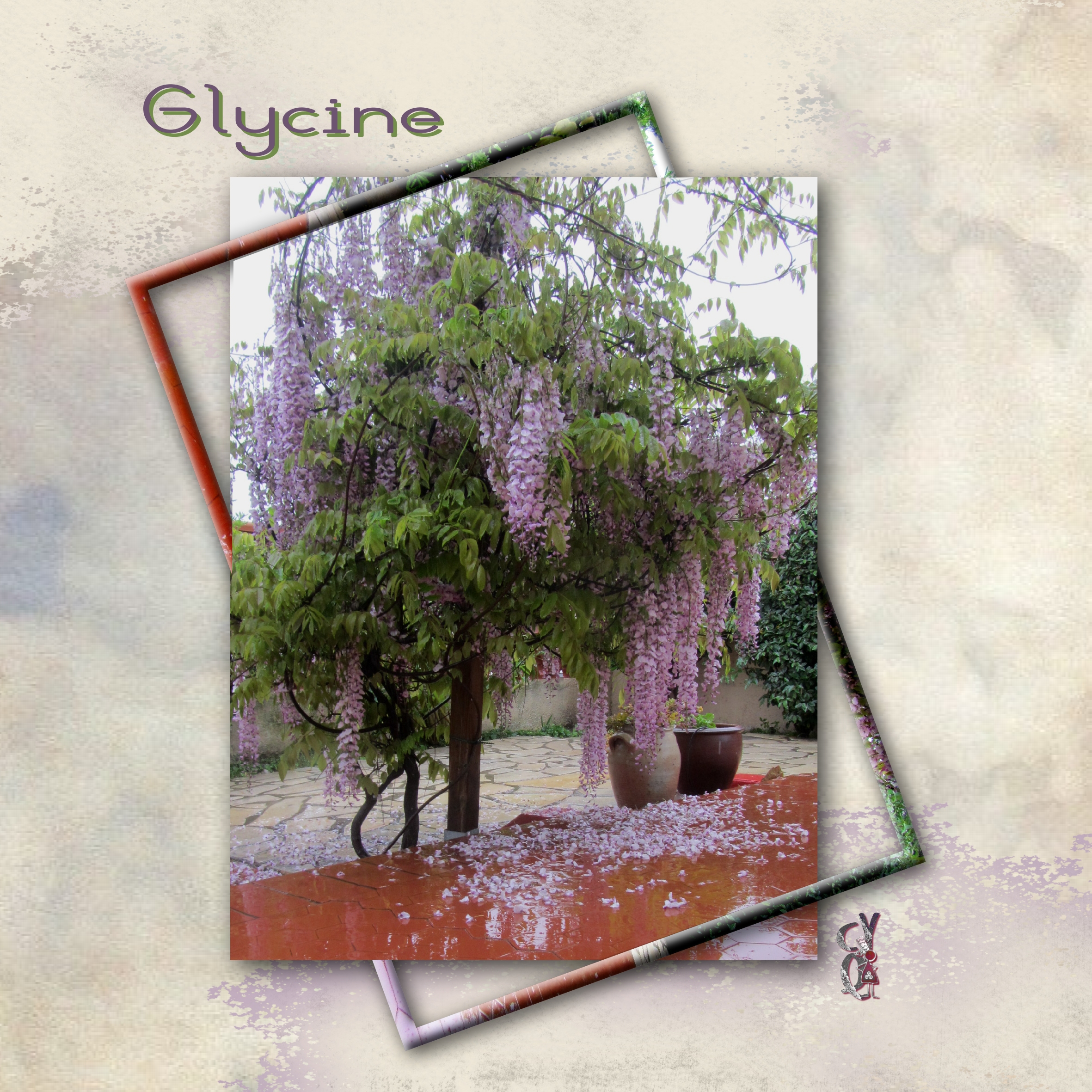 Glycine du jardin.jpg