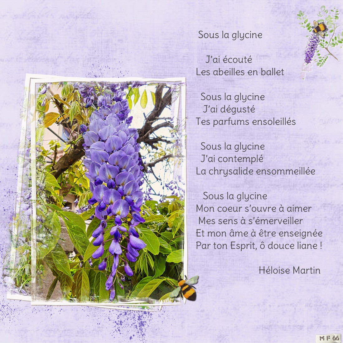 Glycine du village.jpg