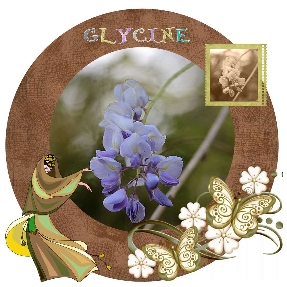 GLYCINE10