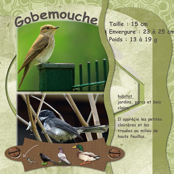 gobemouche