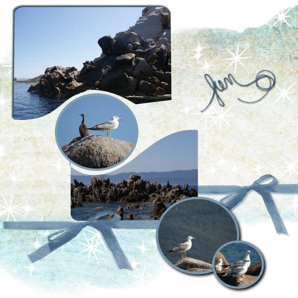 Goéland et Cormoran