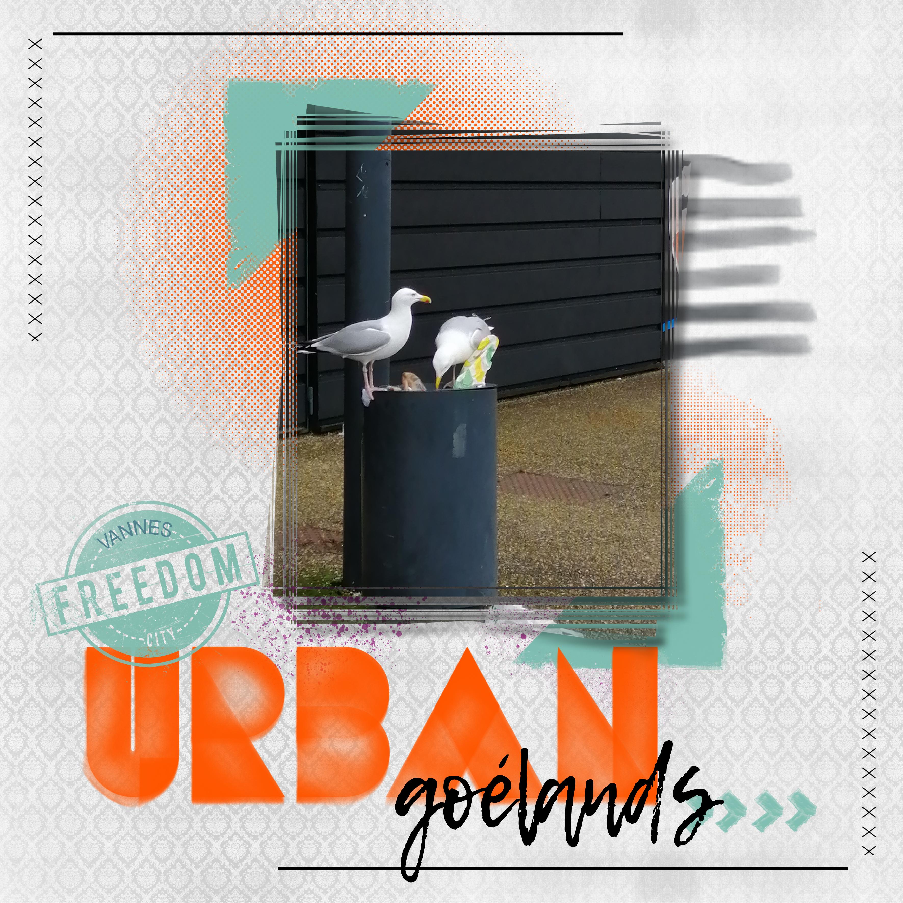 Goélands éboueurs.jpg