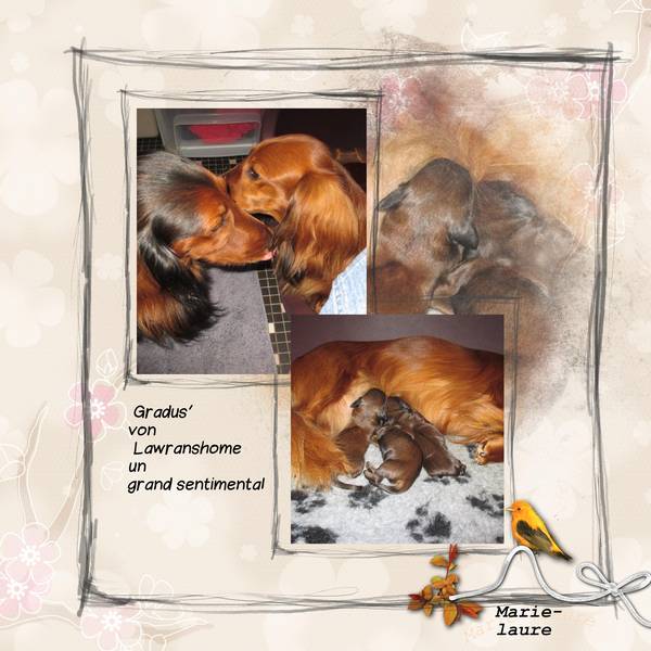 Gradus von Lawranshome un grand sentimental  :)