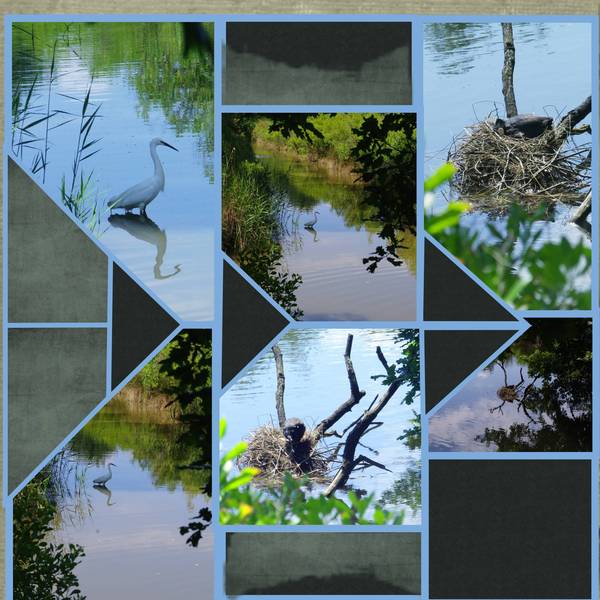 grande aigrette et poules d'eau