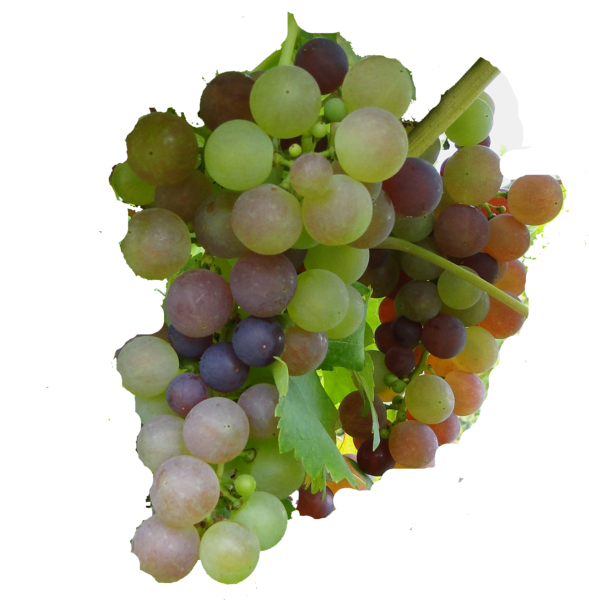 grappe raisin