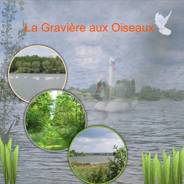 gravière aux oiseaux