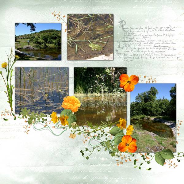 grenouilles dans 1 lavogne