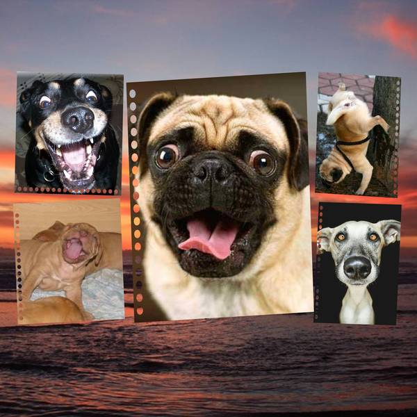 grimaces de chiens-malou