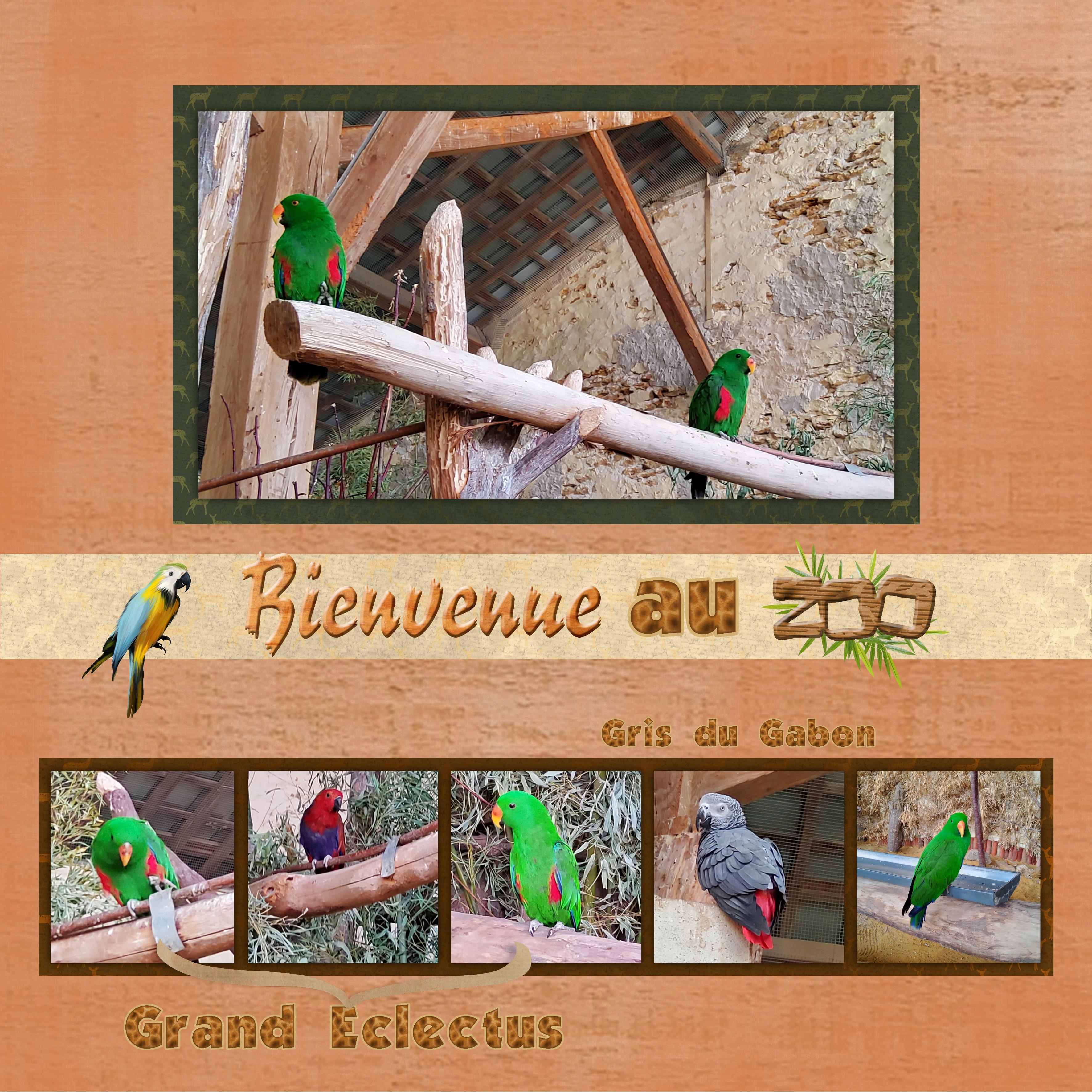 Gris du Gabon et Grand Eclectus (page 5).jpg