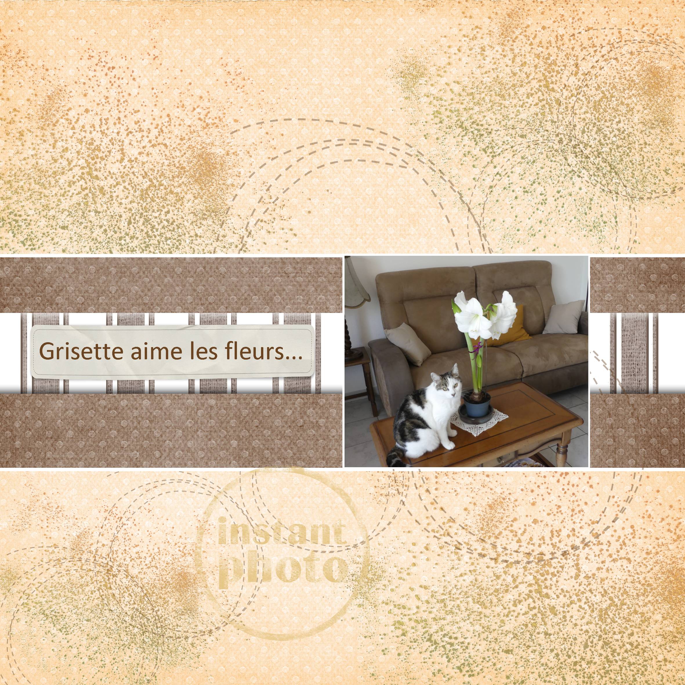 Grisette -amaryllis.jpg