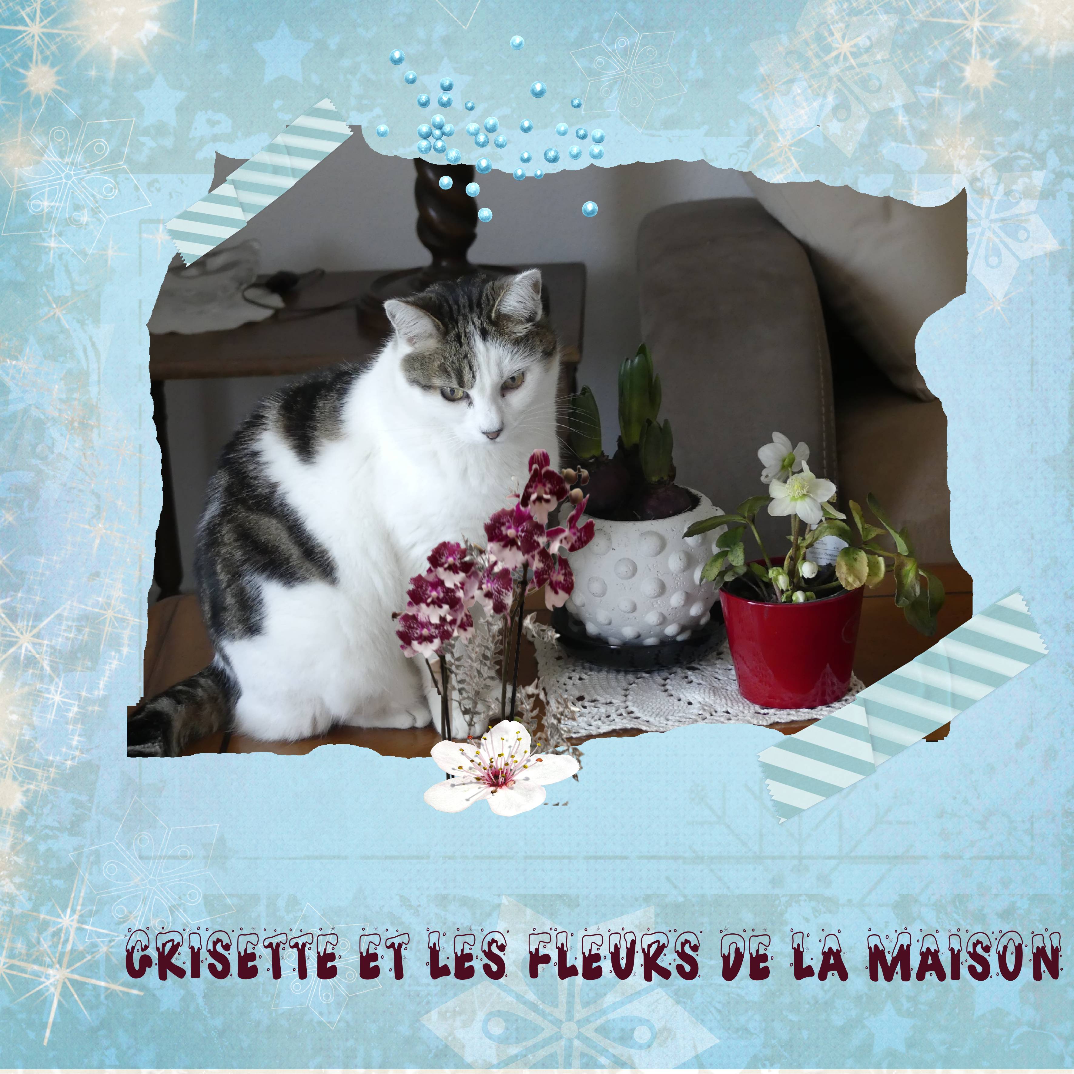 Grisette et les fleurs .jpg