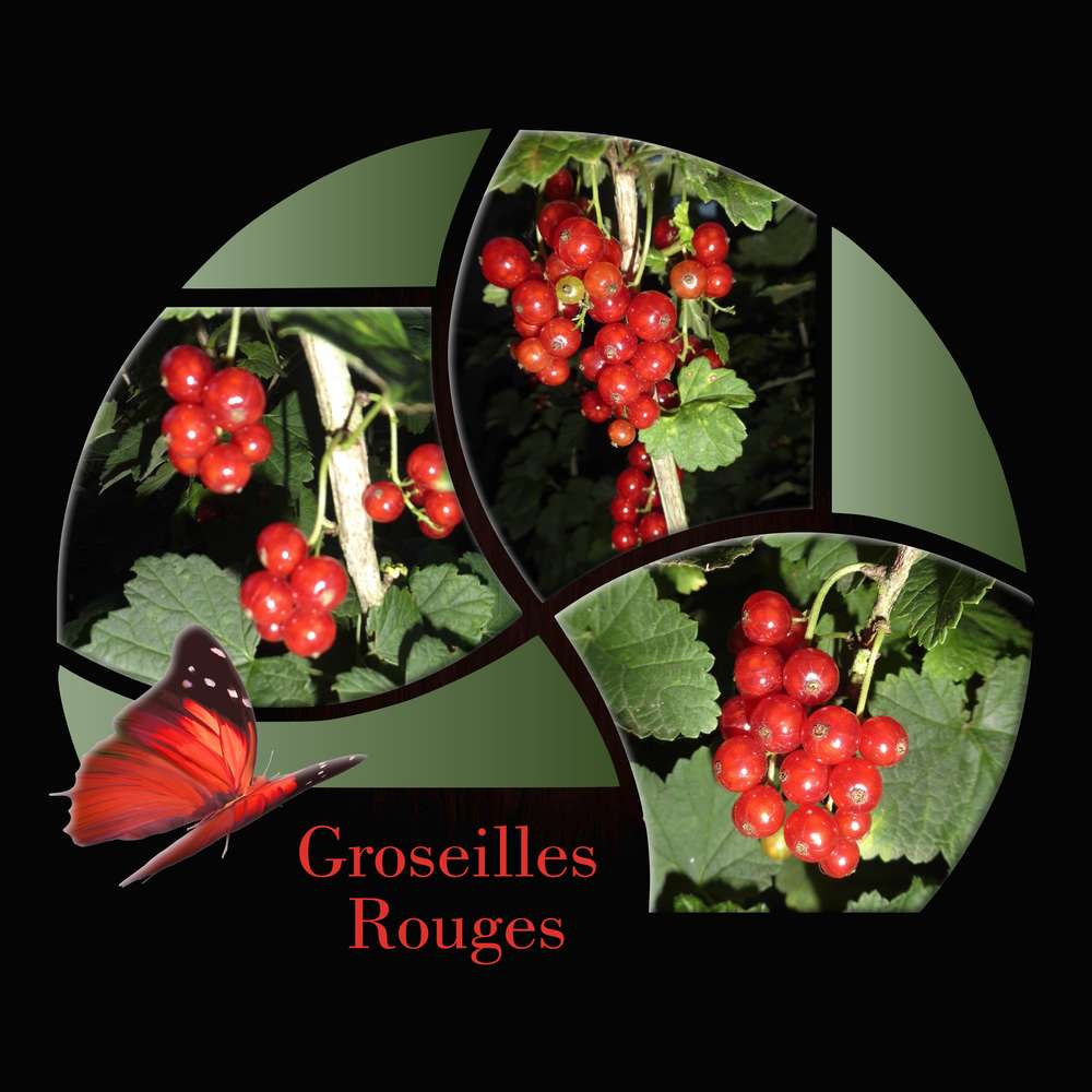 GROSEILLES ROUGES