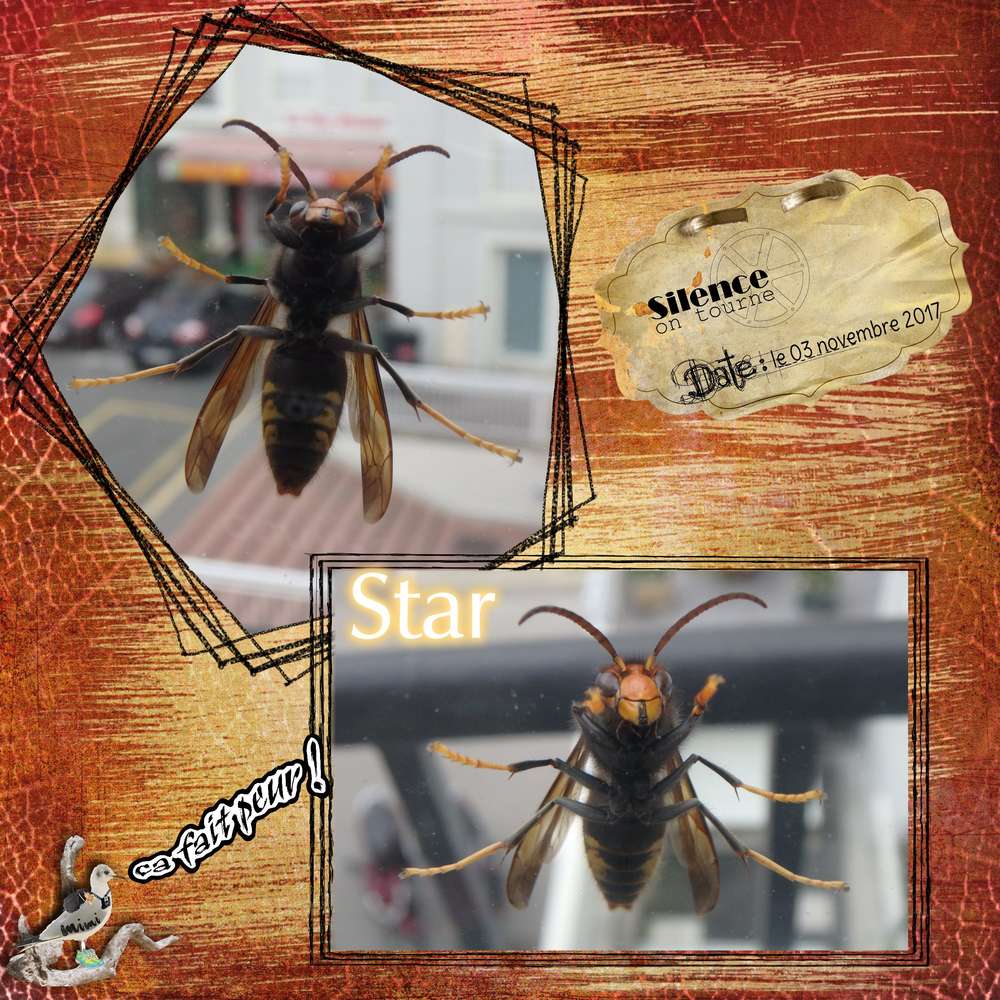 grosse bêbête.....