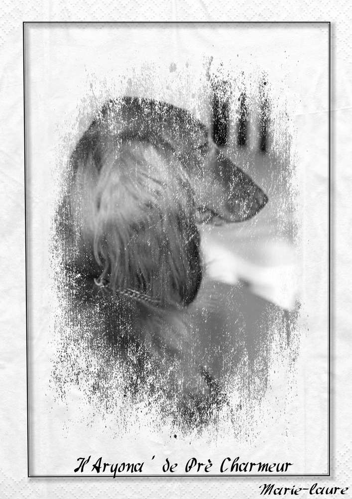 h_aryona_de_pre_charmeur_