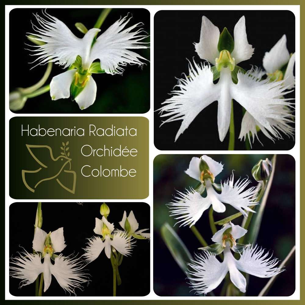 HABENARIA RADIATA - ORCHIDEE COLOMBE