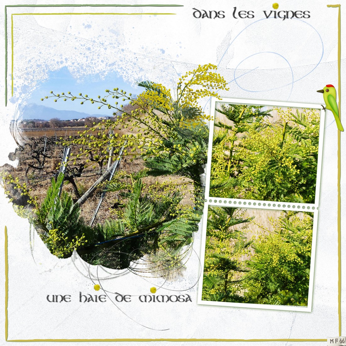 haie de mimosa plantée dans les vignes 27.01.24.jpg