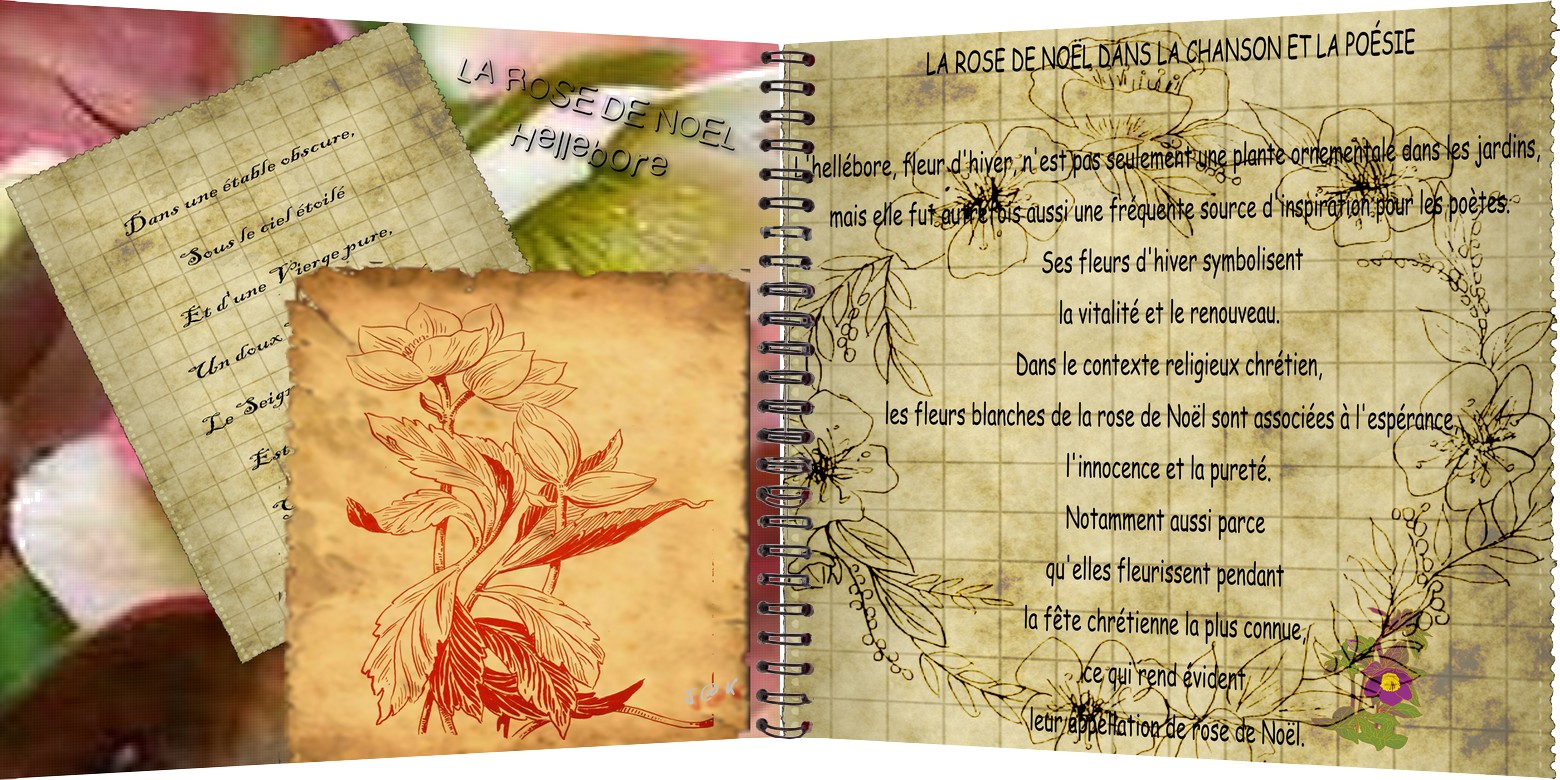 Hellebore la rose de noel  format carte.jpg