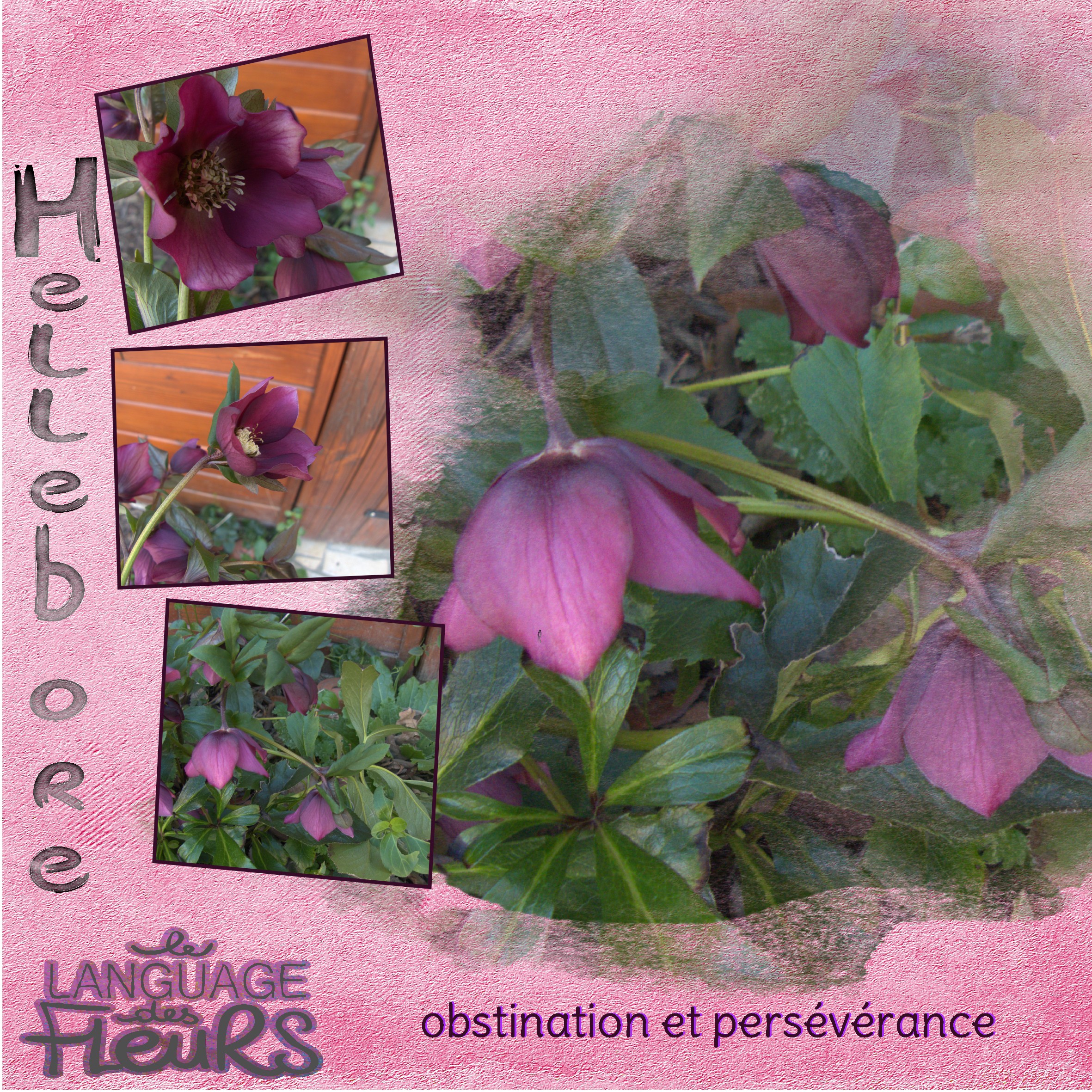 Hellébores-jardin (page 1).jpg