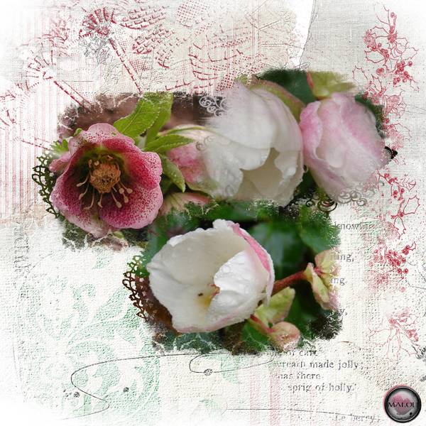 Héllébores ou roses de Noël