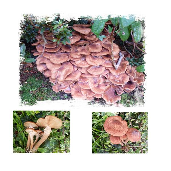 help aux cueilleurs de champignons