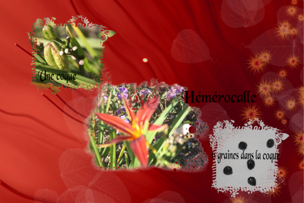 Hémérocalle