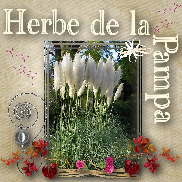 herbe de la pampa