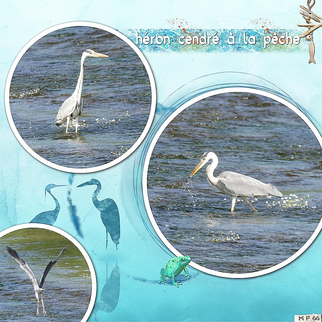 héron cendré au casse croute.jpg