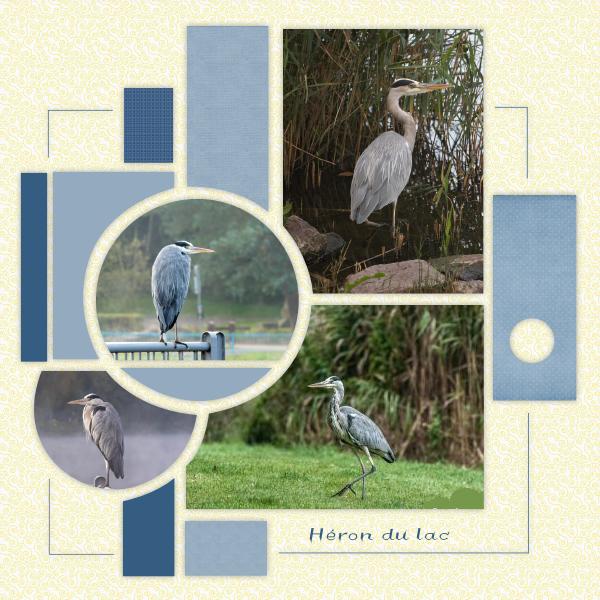 Héron du lac.jpg