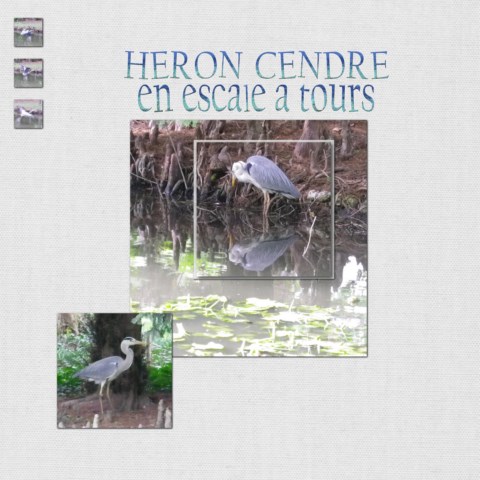 Héron en escale au jardin des Prébences