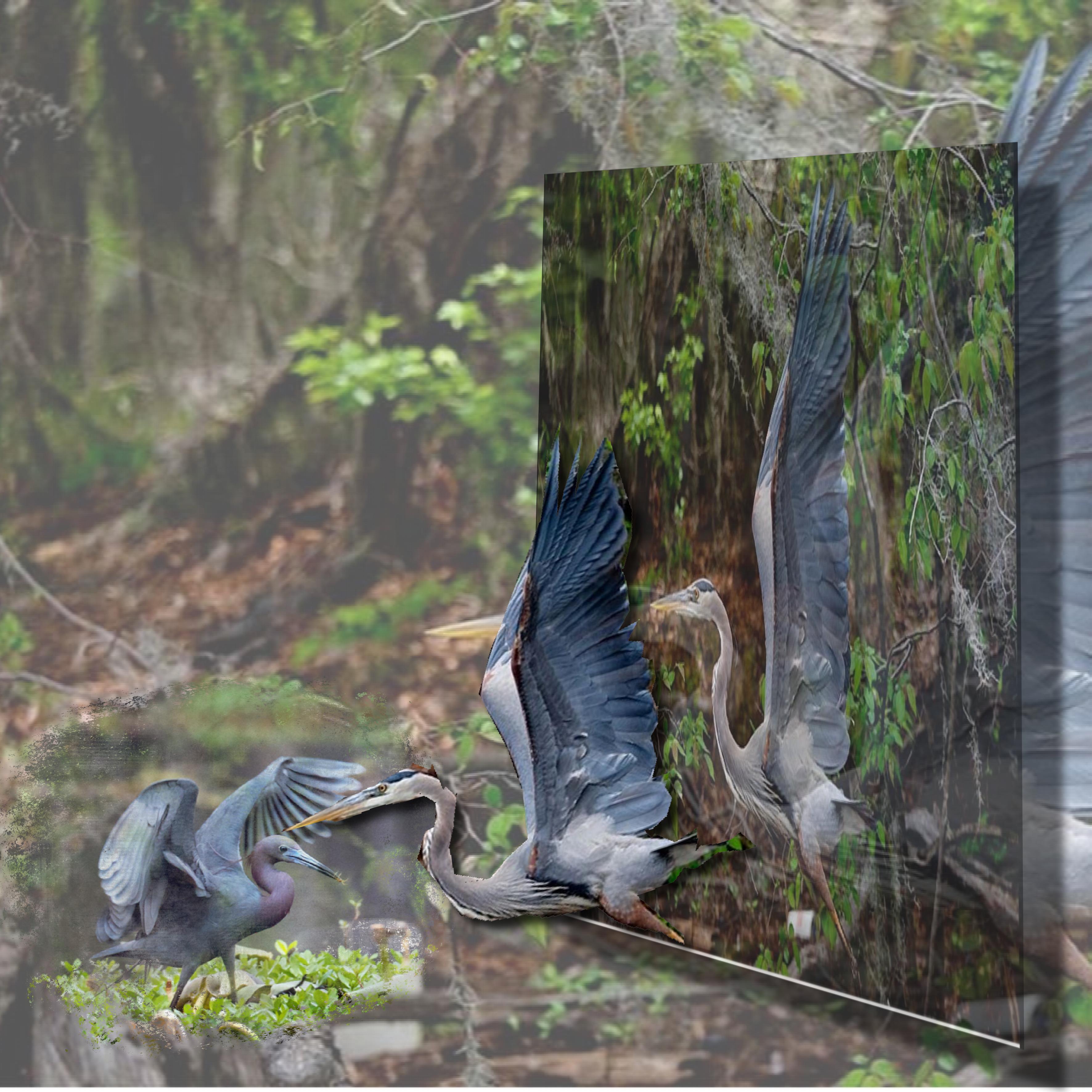 Héron et son petit. Christine jpg