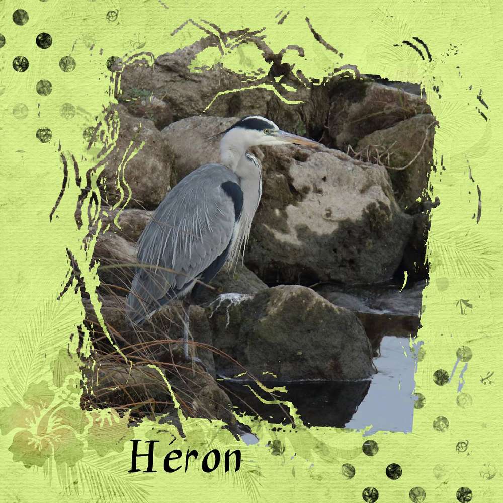 Héron