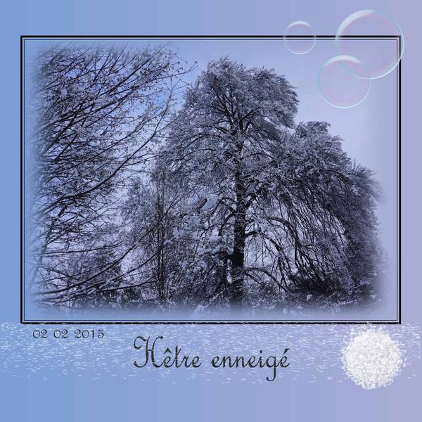 hêtre enneigé