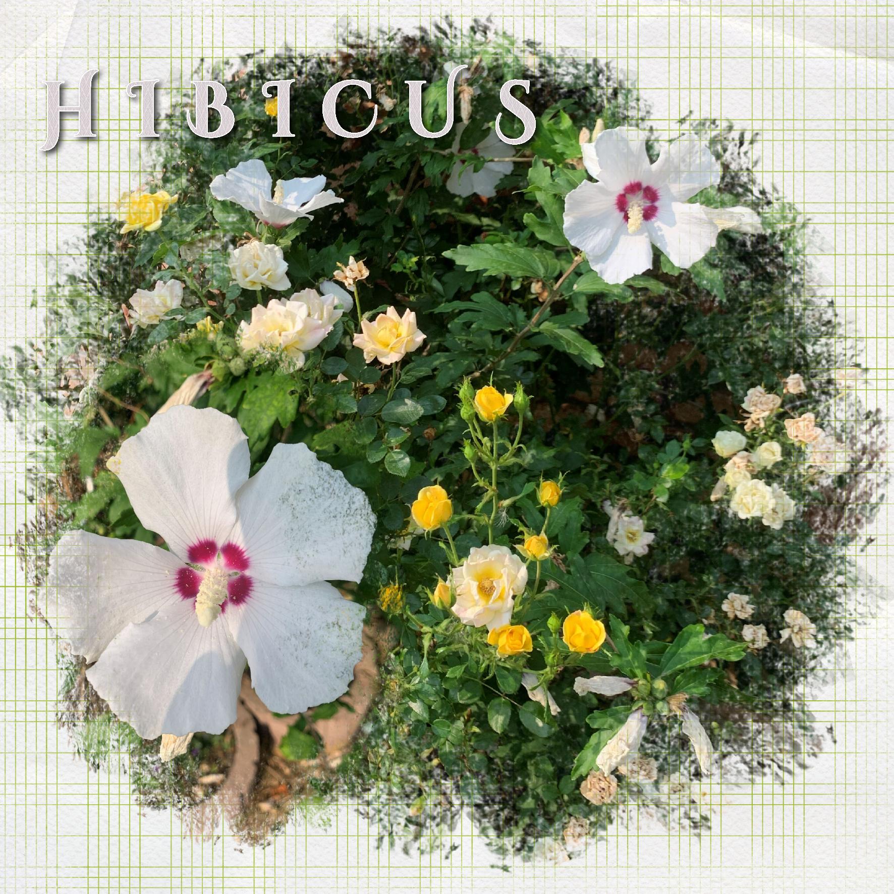 hibicus.jpg