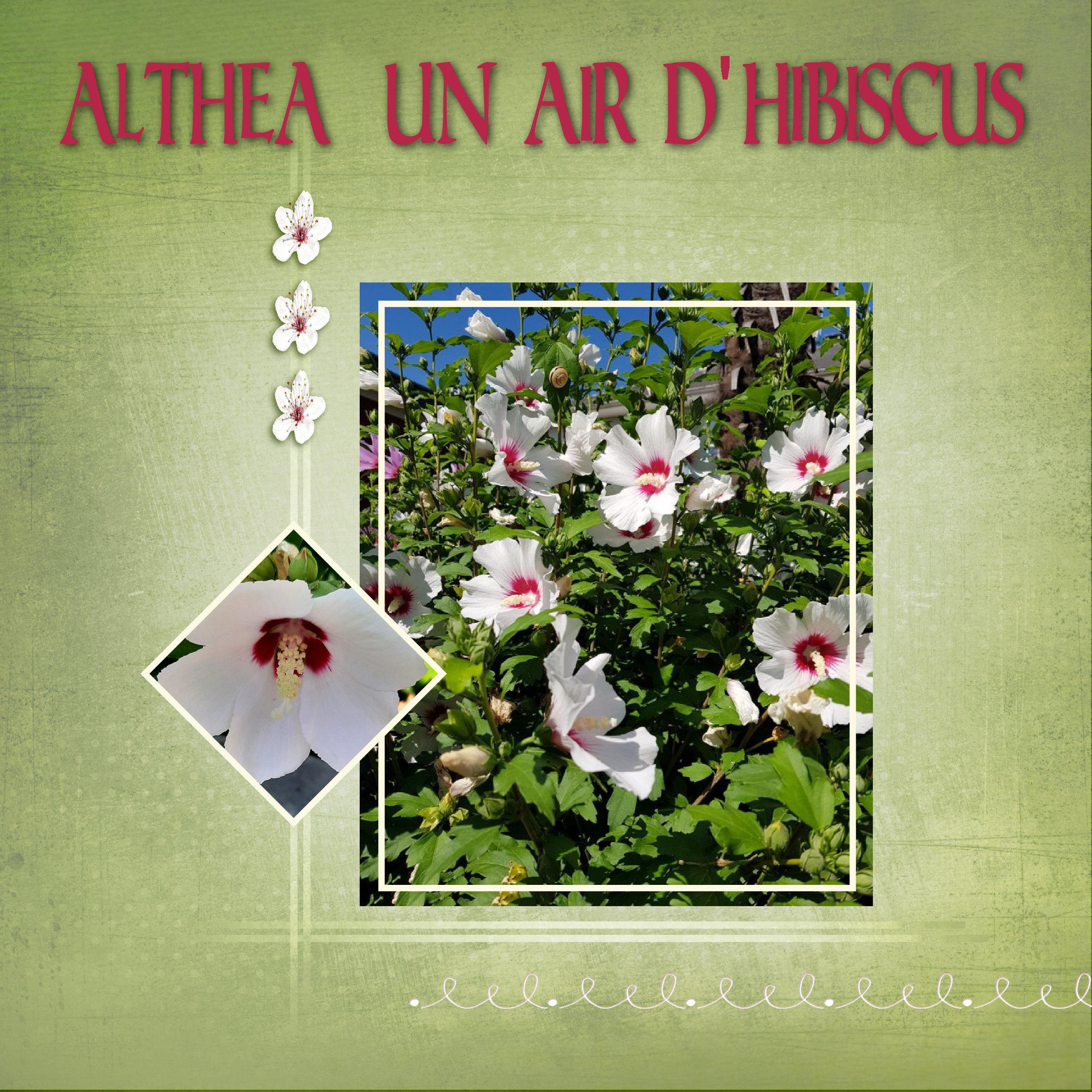 Hibiscus-althéa.jpg