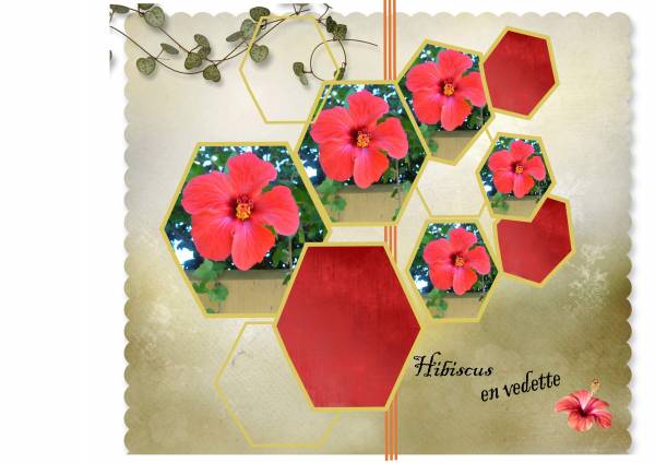 HIBISCUS Défi Martinas