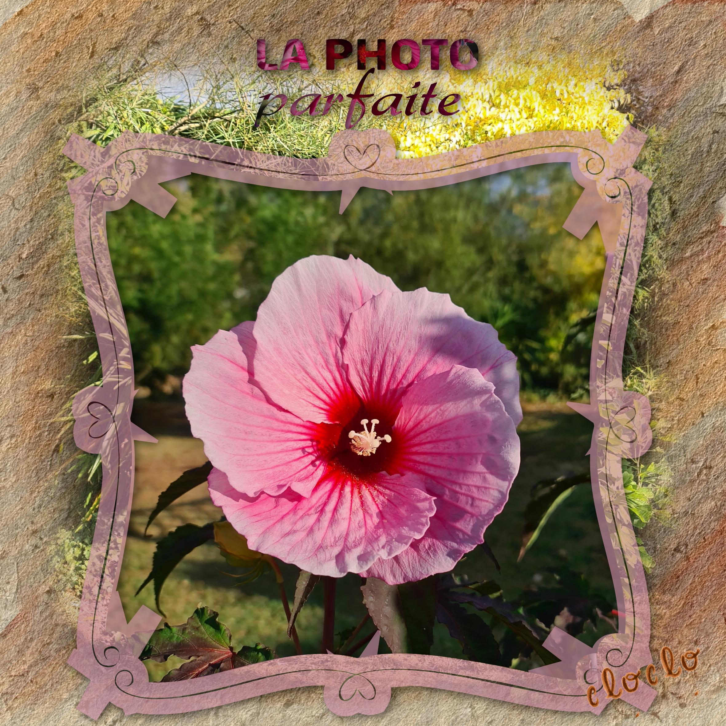 Hibiscus des Marais photo prise le 26 juillet 2022.jpg