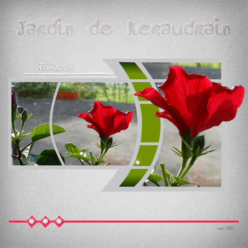 hibiscus_de_Keraudrain