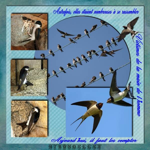 Hirondelles