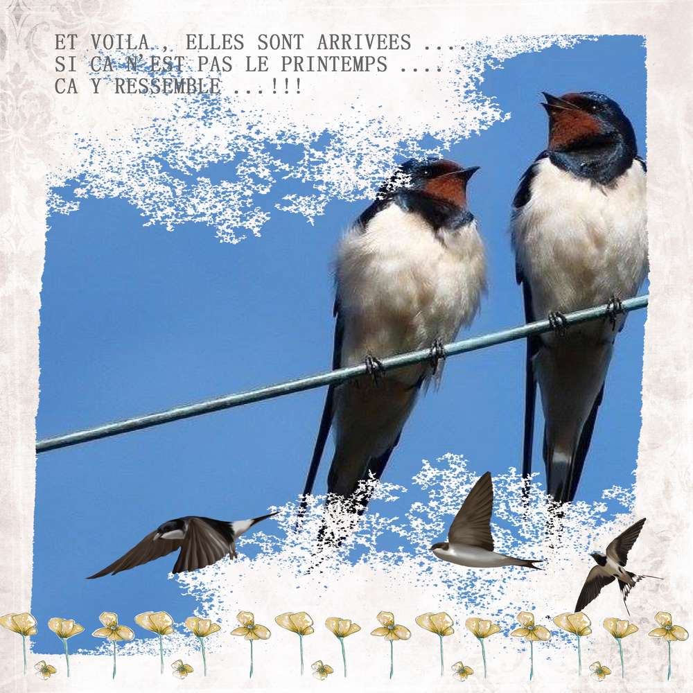 Hirondelles2
