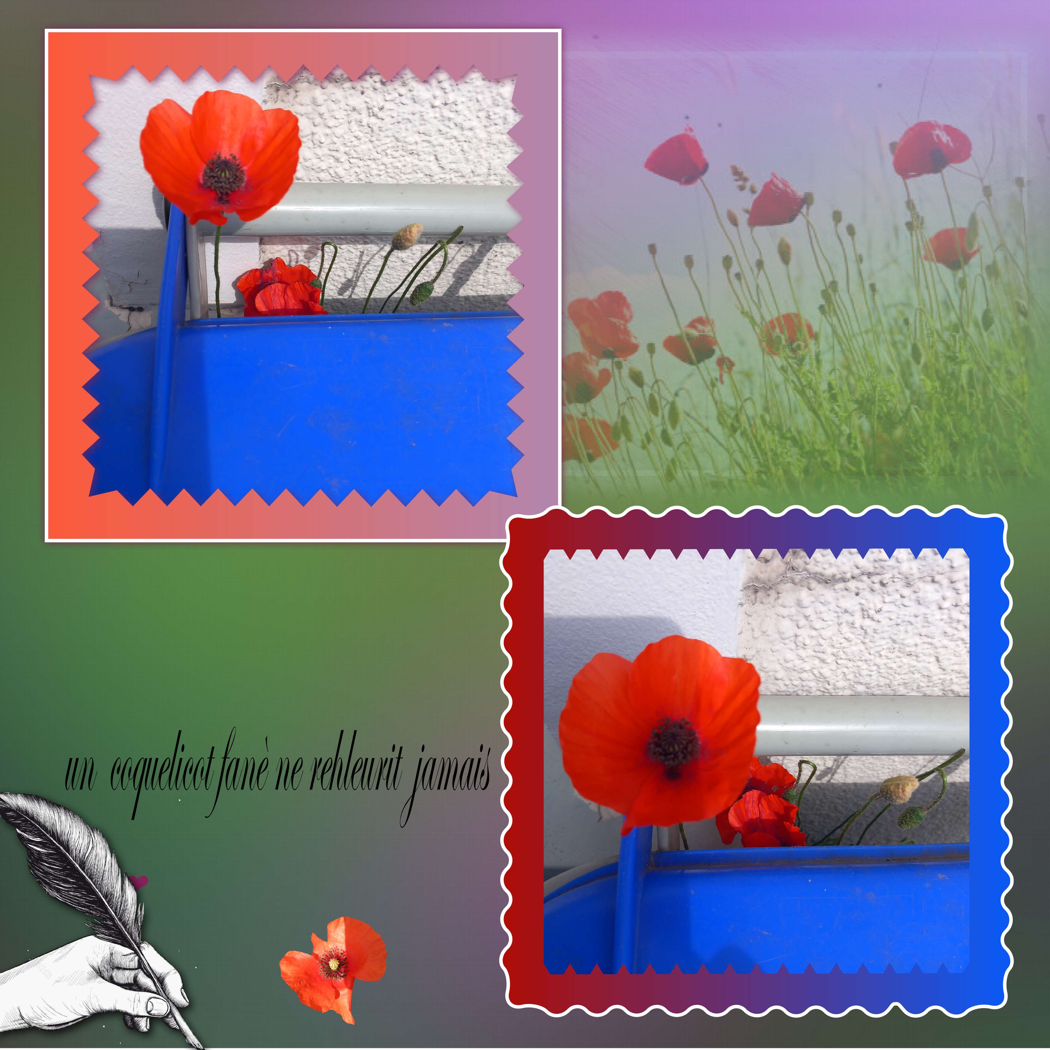 histoire  d un  coquelicot.jpg