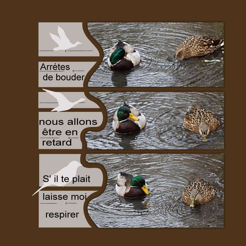 Histoire de canards