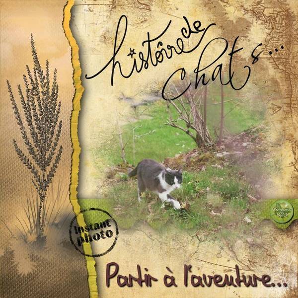 Histoire de Chats 08
