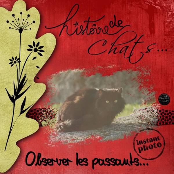 Histoire de Chats 09