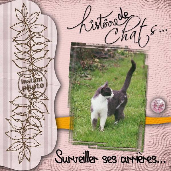 Histoire de Chats 10